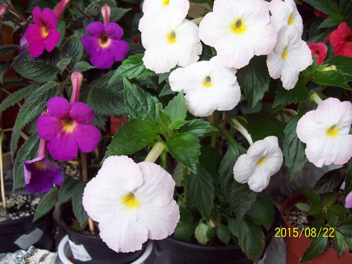 103_5017 - Achimenes 2015