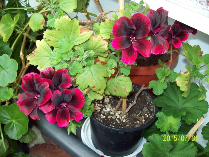 103_4890 - Muscate 2015-2016