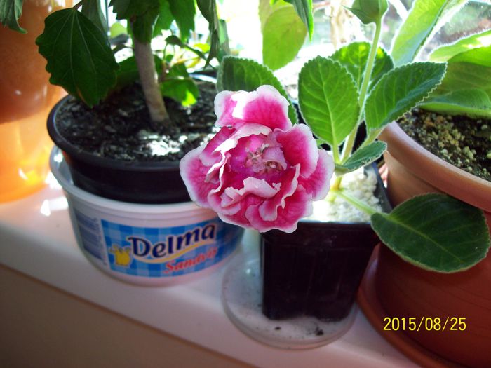 103_5035 - Gloxinia