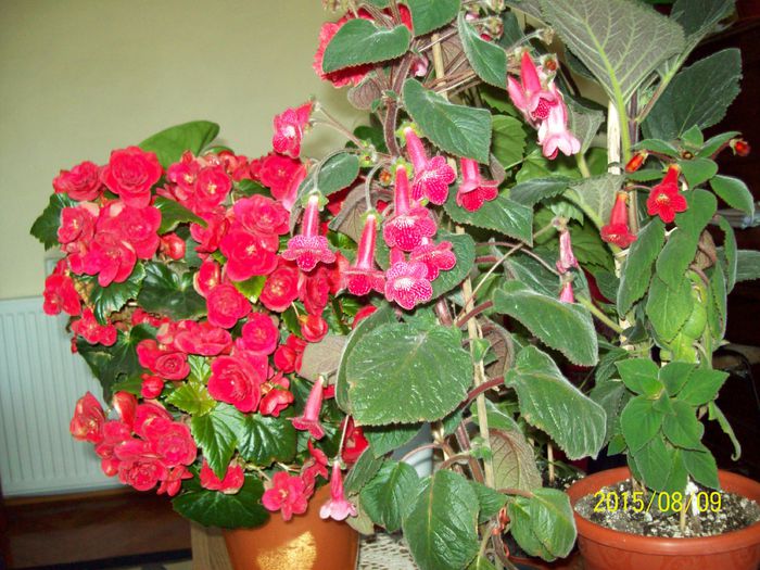 103_4990 - Begonia