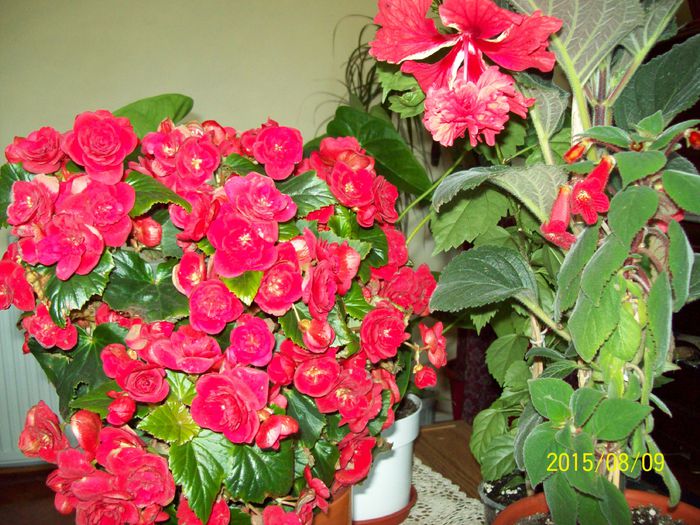 103_4989 - Begonia