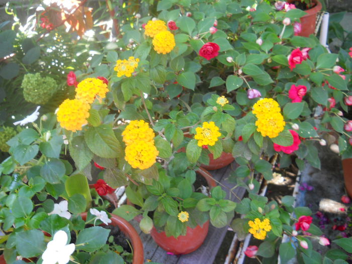 DSCN5484 - LANTANA