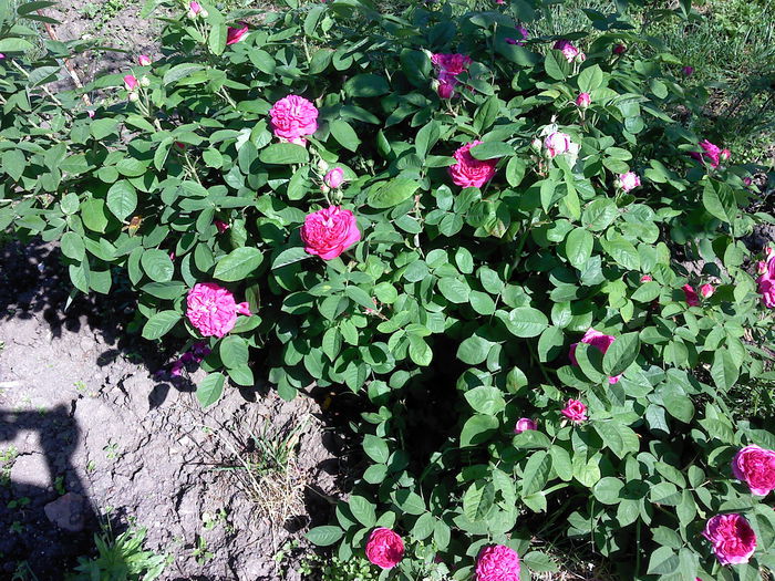 100595721 - TRANDAFIR-Rose de Rescht-de dulceata