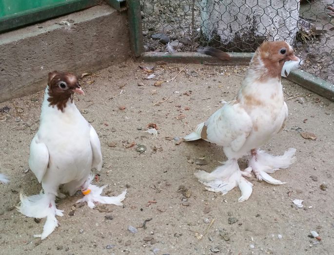 pereche jdb.2015 Morar Ionut jud.Bihor - 8___-PERSOANE CU CARE AM COLABORAT- VANZARI