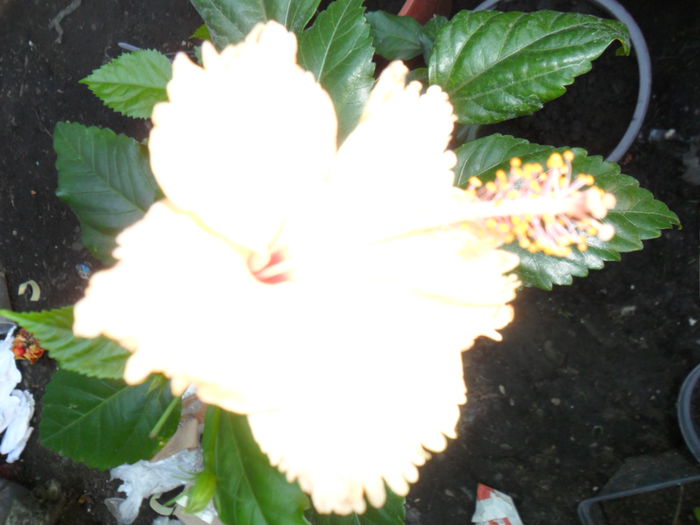 SAM_8937 - hibiscusi 2015-6