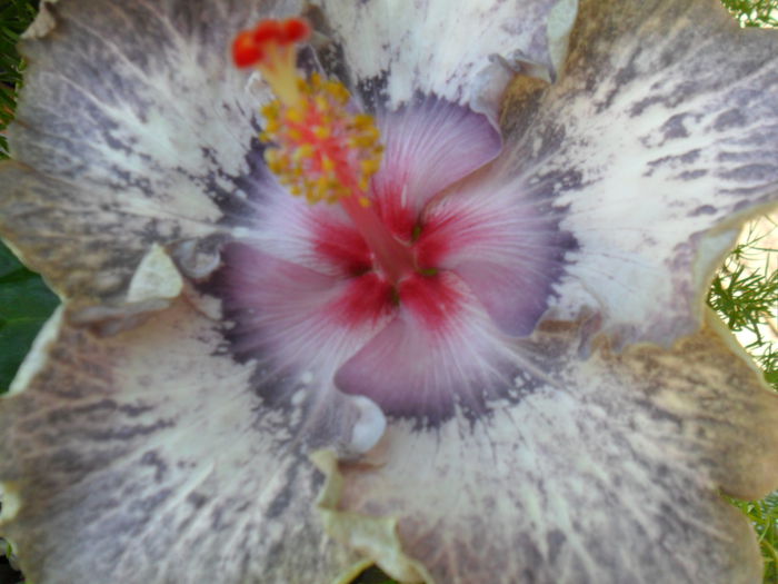 white diamond - 000-hibiscusi deosebiti