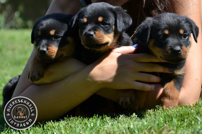 pui_rottweiler_c_17_orig - ROTTWEILER DE VANZARE