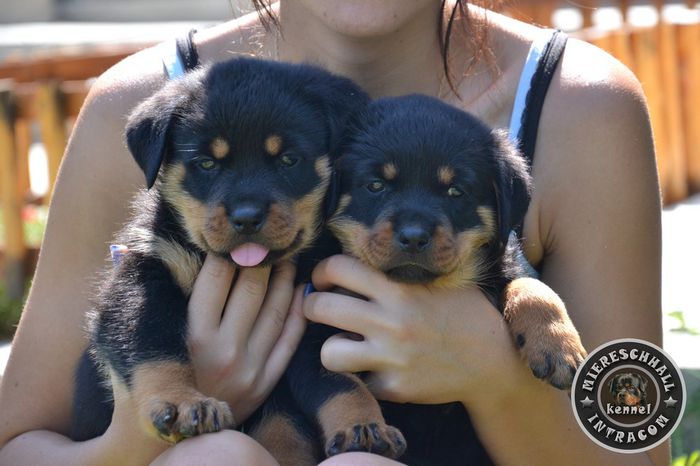 pui_rottweiler_c_21_orig - ROTTWEILER DE VANZARE