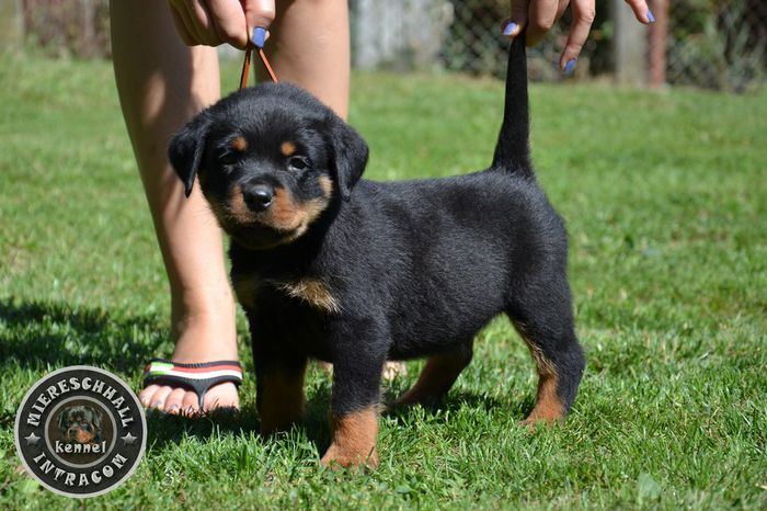 Rottweiler de vanzare