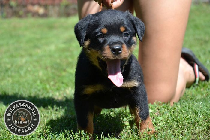 pui_rottweiler_c_06_orig - Rottweiler de vanzare