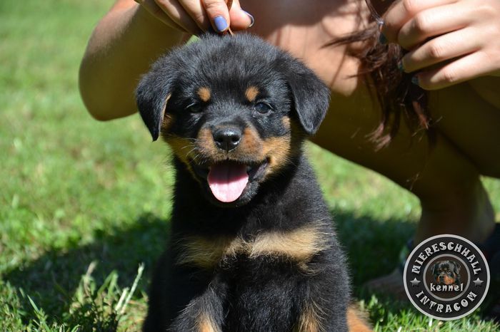 pui_rottweiler_c_08_orig - Rottweiler de vanzare