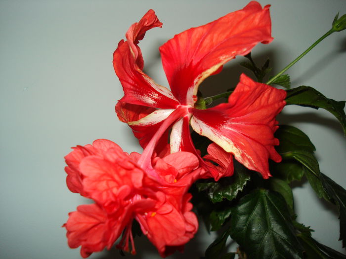 DSC02154 - Hibiscus El Capitolio Red