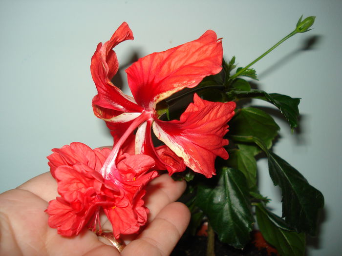 DSC02155 - Hibiscus El Capitolio Red