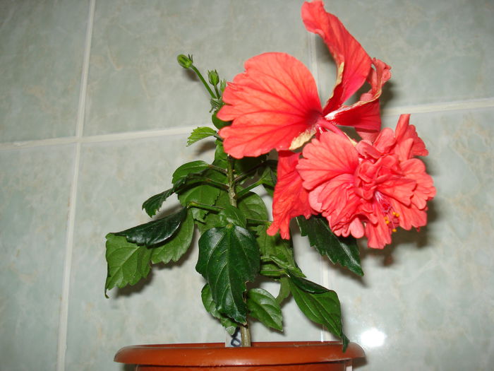 DSC02271 - Hibiscus El Capitolio Red