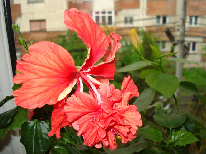 DSC02272 - Hibiscus El Capitolio Red