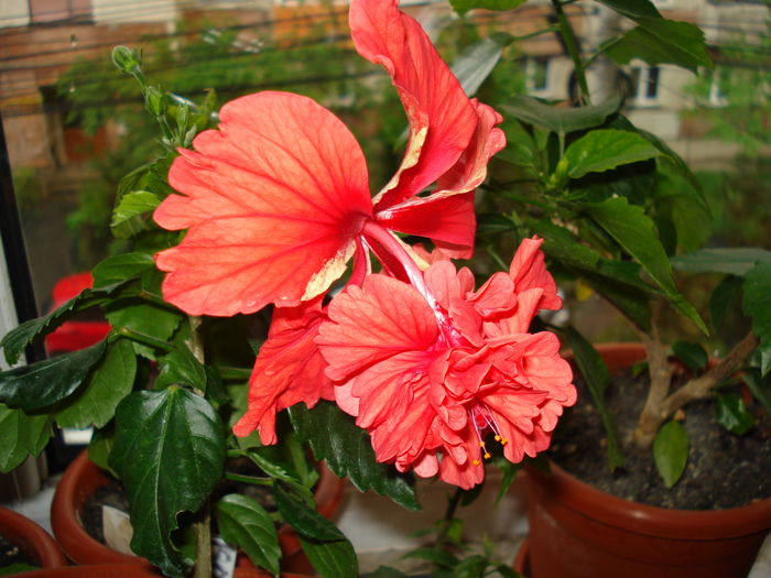 DSC02273 - Hibiscus El Capitolio Red