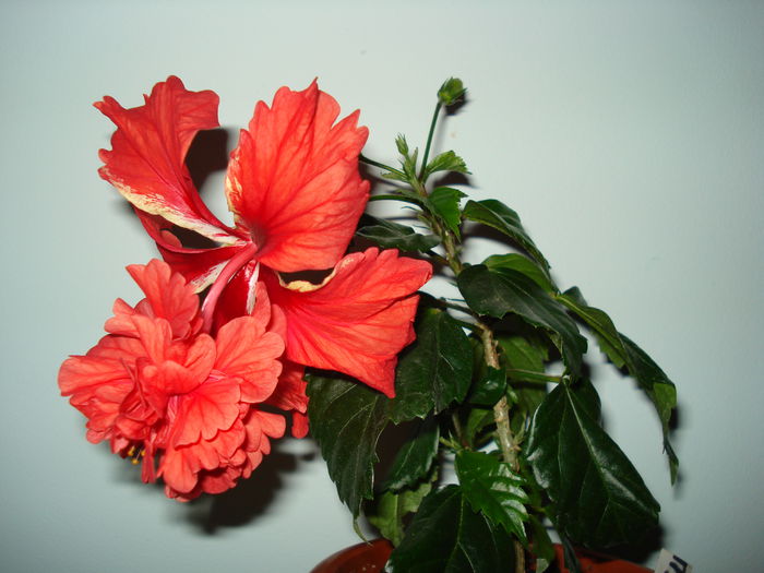 DSC02280 - Hibiscus El Capitolio Red