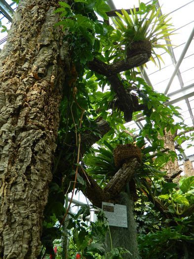 DSCN5697 - 2015_GRADINA BOTANICA JIBOU