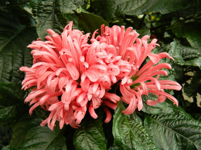 DSCN5699 - 2015_GRADINA BOTANICA JIBOU