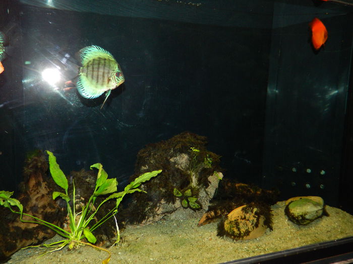 DSCN5701 - 2015_GRADINA BOTANICA JIBOU