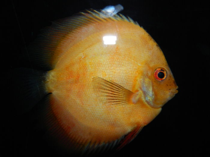 DSCN5702 - 2015_GRADINA BOTANICA JIBOU