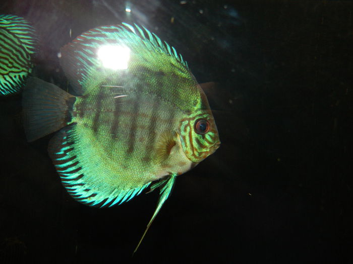 DSCN5703 - 2015_GRADINA BOTANICA JIBOU