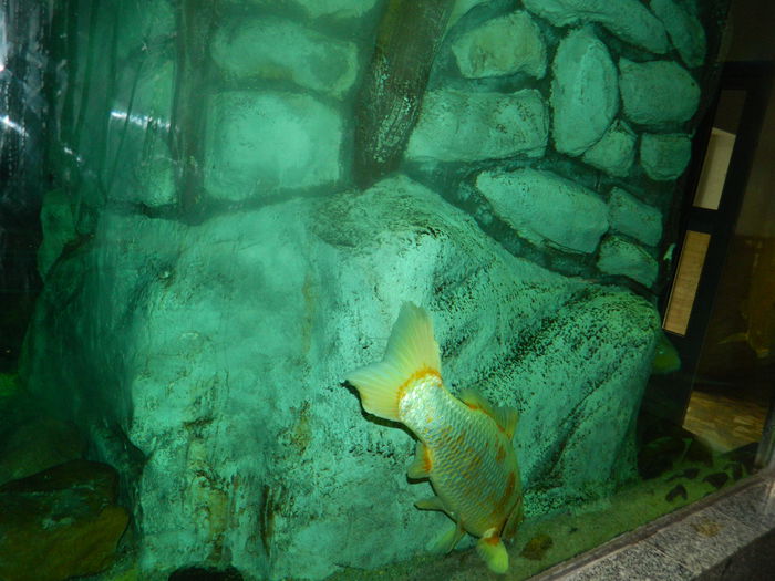 DSCN5704 - 2015_GRADINA BOTANICA JIBOU