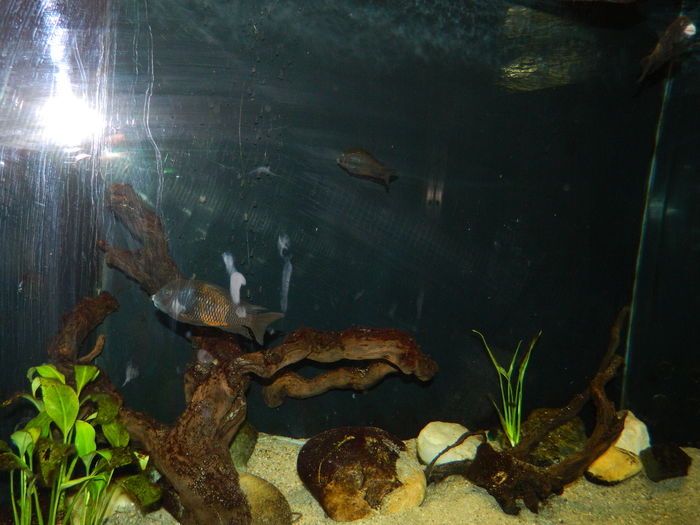 DSCN5706 - 2015_GRADINA BOTANICA JIBOU