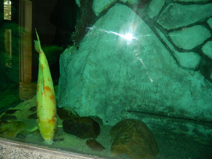 DSCN5707 - 2015_GRADINA BOTANICA JIBOU