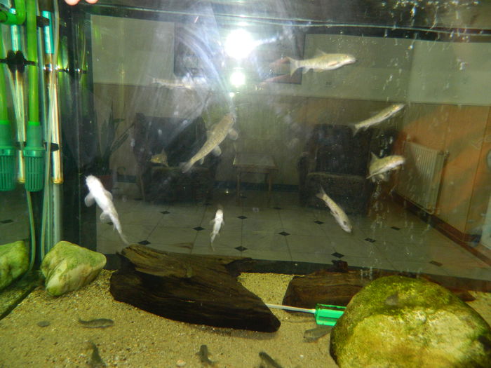 DSCN5708 - 2015_GRADINA BOTANICA JIBOU