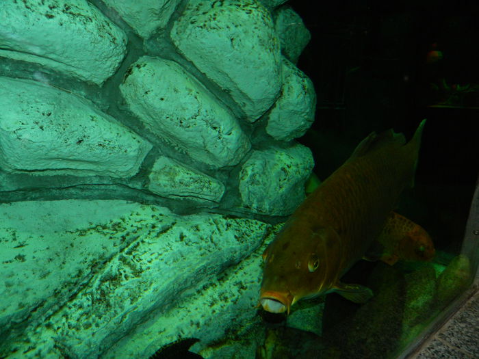 DSCN5709 - 2015_GRADINA BOTANICA JIBOU