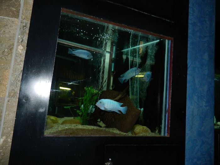 DSCN5711 - 2015_GRADINA BOTANICA JIBOU