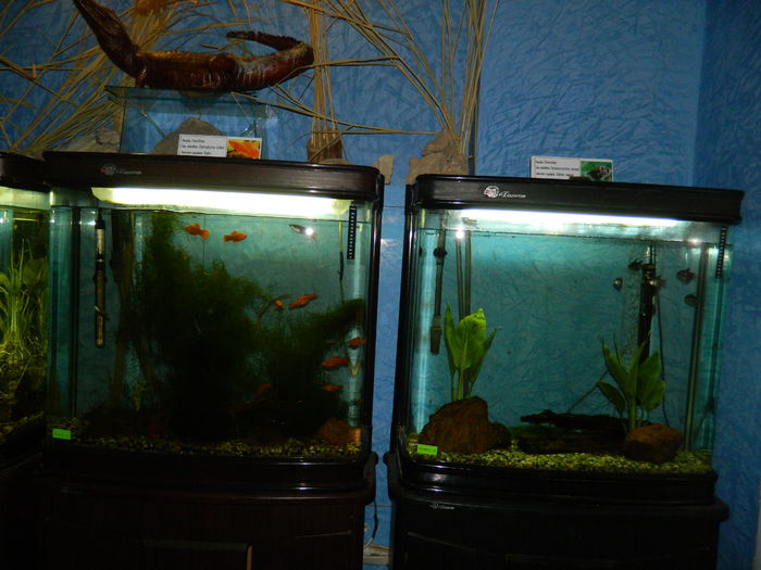 DSCN5717 - 2015_GRADINA BOTANICA JIBOU