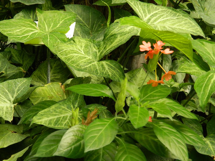 DSCN5726 - 2015_GRADINA BOTANICA JIBOU