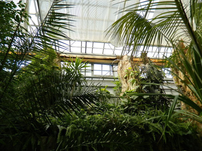 DSCN5735 - 2015_GRADINA BOTANICA JIBOU