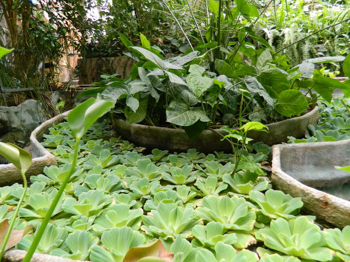 DSCN5737 - 2015_GRADINA BOTANICA JIBOU