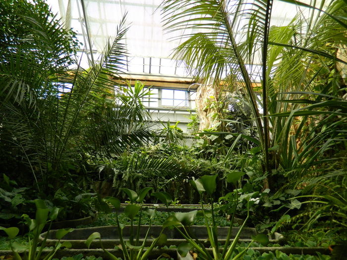 DSCN5740 - 2015_GRADINA BOTANICA JIBOU