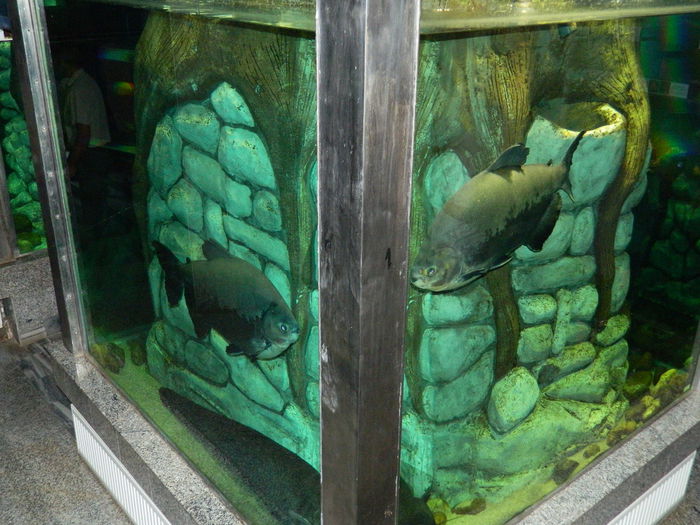 DSCN5743 - 2015_GRADINA BOTANICA JIBOU