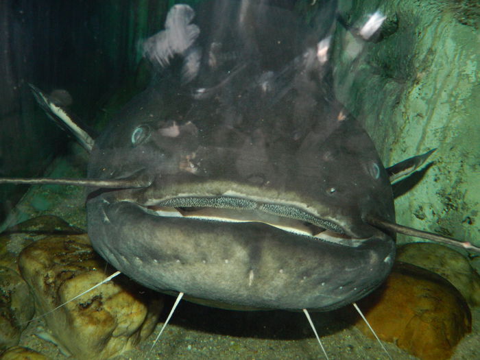 DSCN5745 - 2015_GRADINA BOTANICA JIBOU