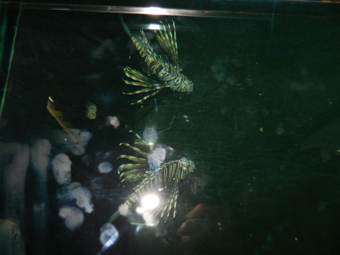 DSCN5747 - 2015_GRADINA BOTANICA JIBOU