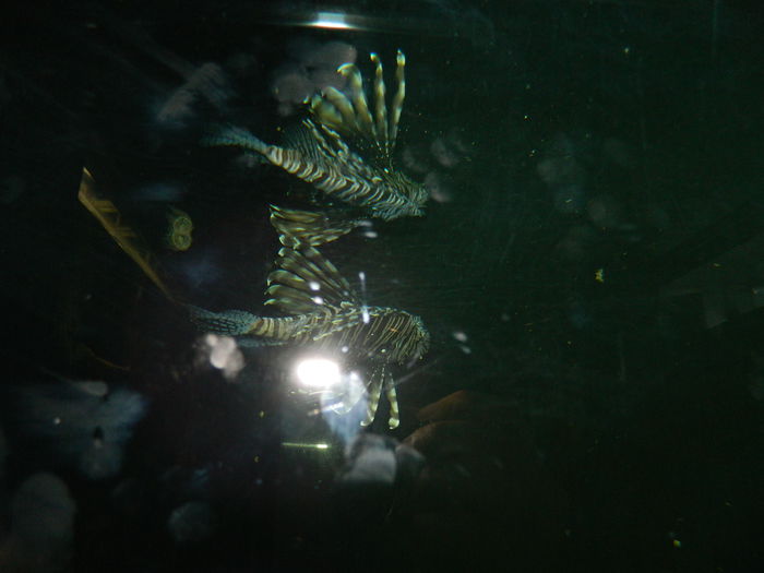 DSCN5749 - 2015_GRADINA BOTANICA JIBOU