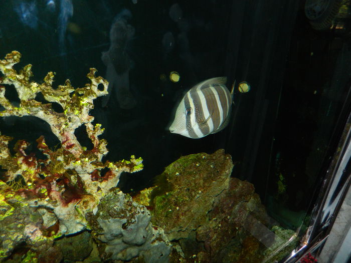 DSCN5750 - 2015_GRADINA BOTANICA JIBOU