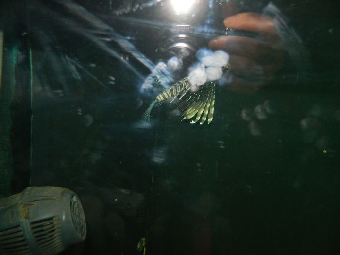 DSCN5751 - 2015_GRADINA BOTANICA JIBOU