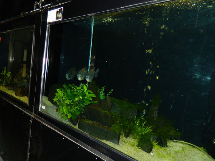 DSCN5752 - 2015_GRADINA BOTANICA JIBOU