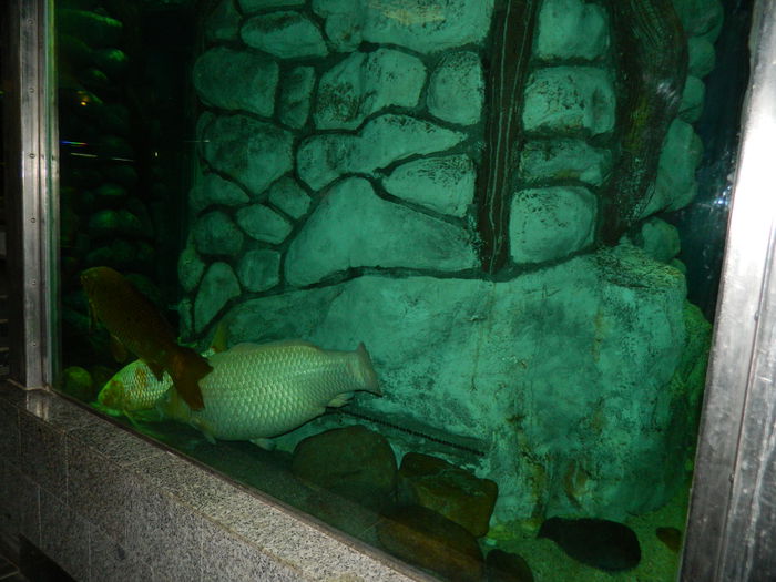 DSCN5755 - 2015_GRADINA BOTANICA JIBOU