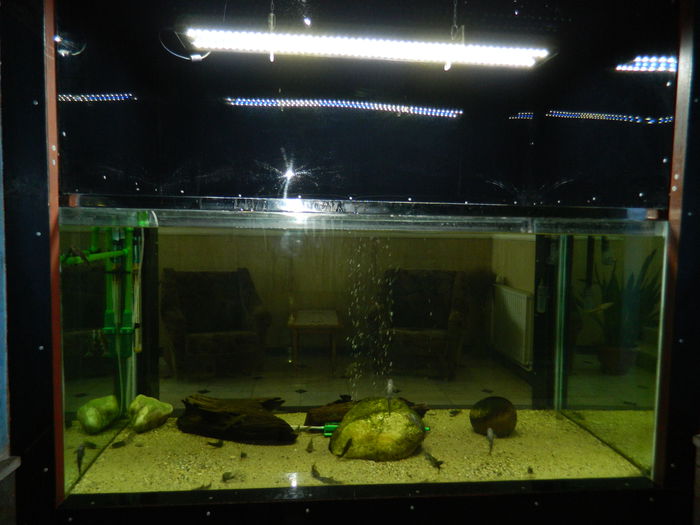 DSCN5759 - 2015_GRADINA BOTANICA JIBOU