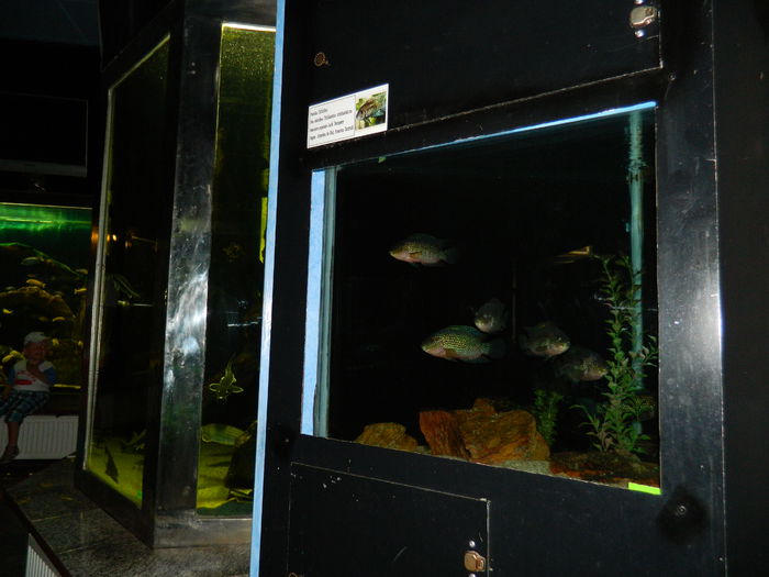 DSCN5760 - 2015_GRADINA BOTANICA JIBOU