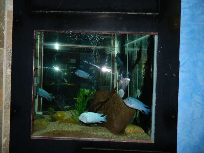 DSCN5762 - 2015_GRADINA BOTANICA JIBOU