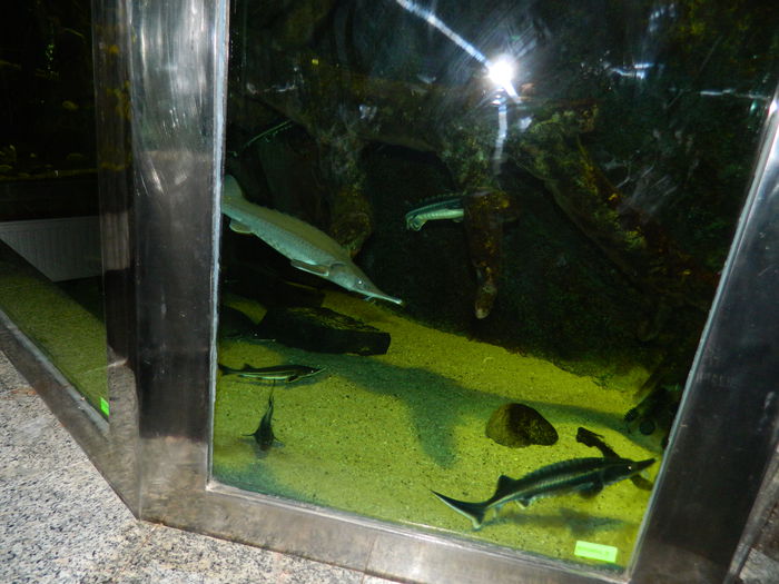 DSCN5763 - 2015_GRADINA BOTANICA JIBOU