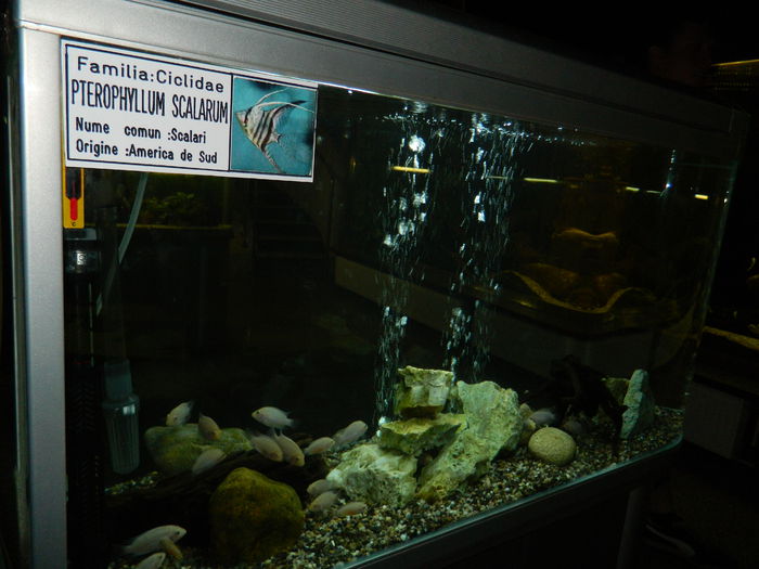 DSCN5764 - 2015_GRADINA BOTANICA JIBOU